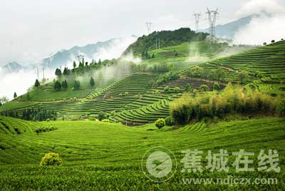 茶山经济总量_茶山竹海(3)