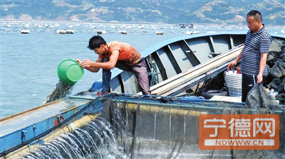 霞浦县城人口多少_...(夏斌王建军摄)-中国宁德 霞浦举行纪念第二十六个 世界(3)