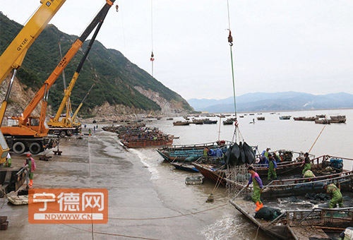 今年全县养殖面唤冻窃谙-宁德网群 新闻频道 宁德新闻 霞浦在线 社会