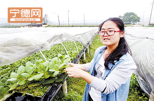 赤溪镇开发绿色循环农业项目--宁德蕉城在线--